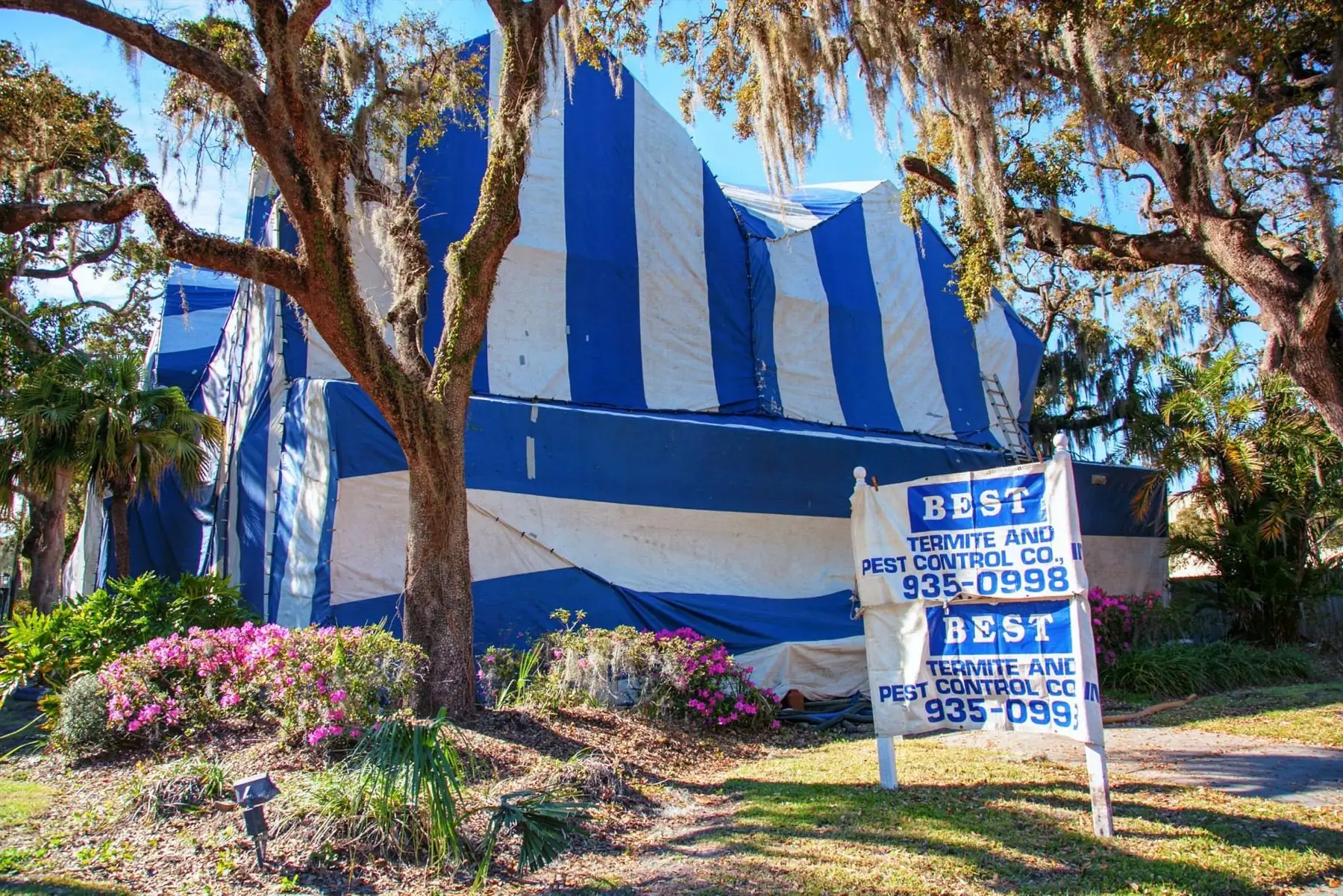 A house fully covered in blue-and-white fumigation tarps under live oaks hung with Spanish moss, with a Best Termite and Pest Control yard sign reading 935-0998.