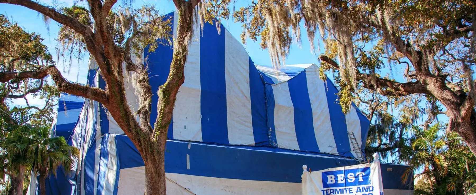 Blue-and-white fumigation tarps over a roofline under live oaks hung with Spanish moss, the top of a Best Termite and Pest Control yard sign at the bottom edge.