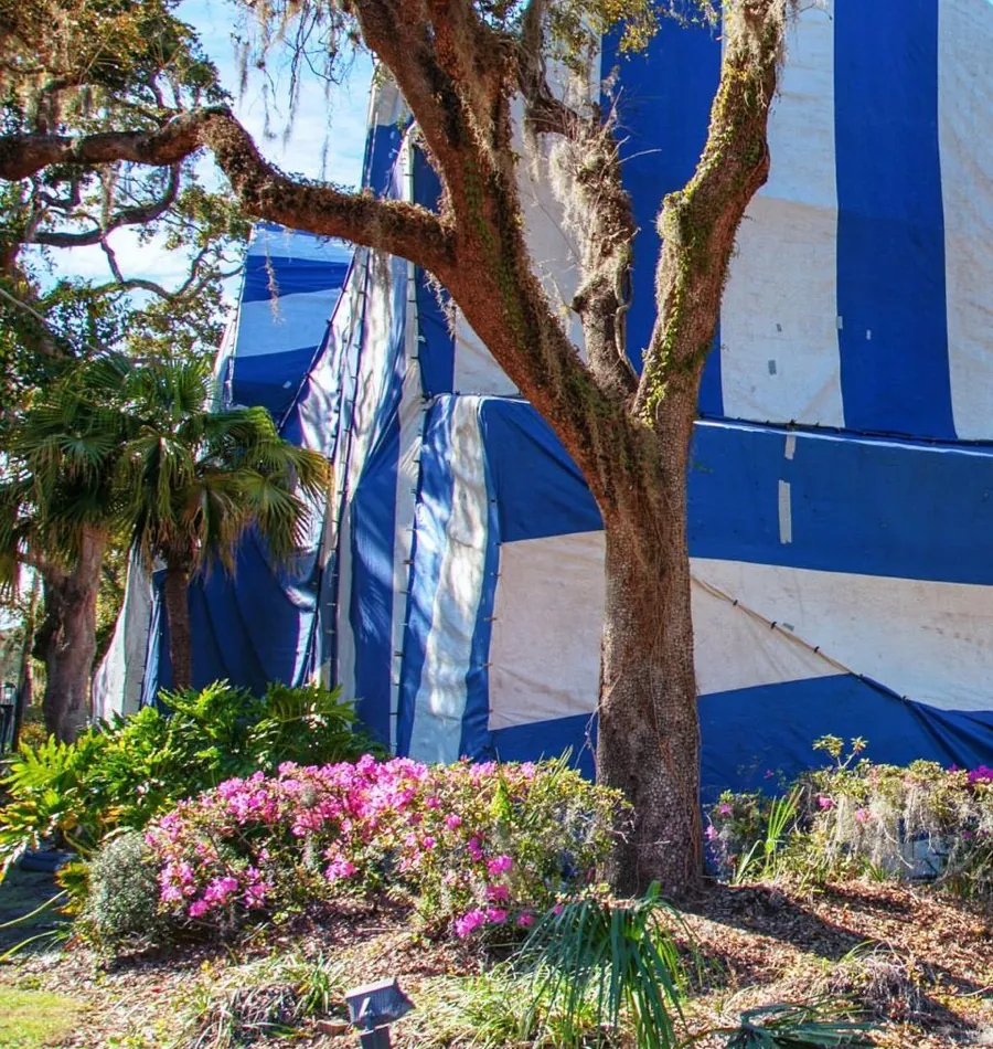 A palm, a live oak and the side of a house under blue-and-white fumigation tarps.
