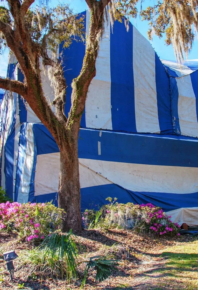 A live oak trunk standing in front of blue-and-white fumigation tarps.